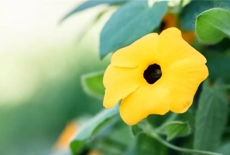 Thunbergia alata Thunbergia alata