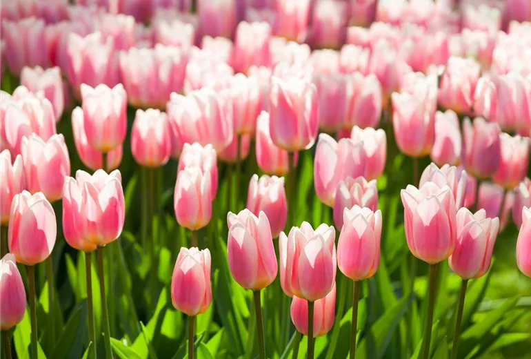 Tulipa 'Apricot Delight' Tulipa 'Apricot Delight'