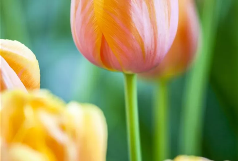 Tulipa 'Dordogne' Tulipa 'Dordogne'