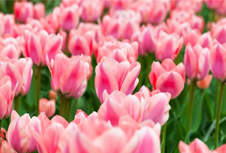 Tulipa 'Apricona' Tulipa 'Apricona'