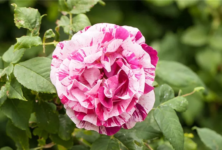 Rosa x damascena Rosa x damascena