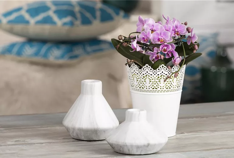 Phalaenopsis, rosa Phalaenopsis, rosa