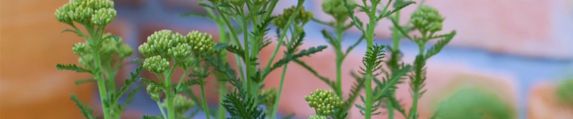 Schafgarbe - Einpflanzen im Garten (thumbnail2) Schafgarbe - Einpflanzen im Garten (thumbnail2)