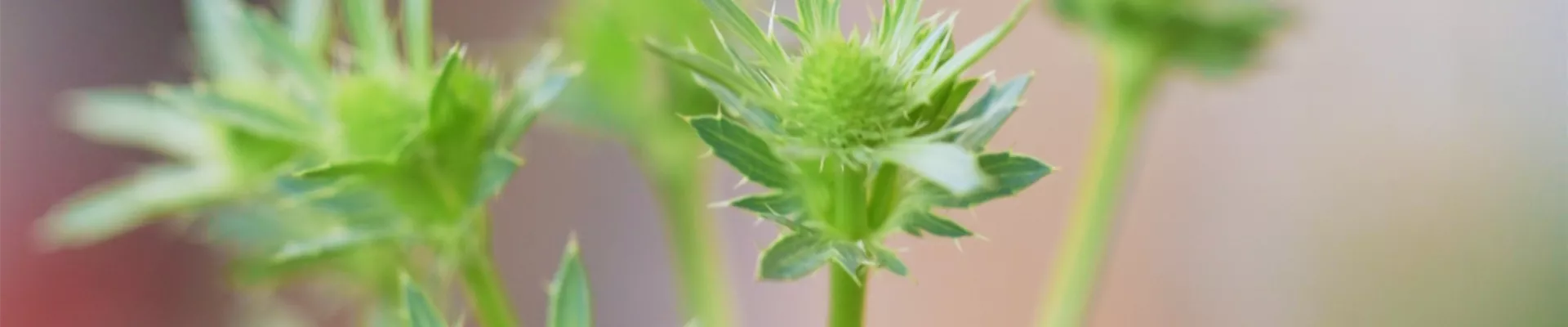 Edeldistel - Einpflanzen im Garten (thumbnail)