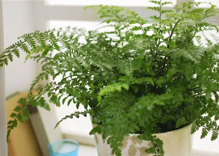 Nestfarn - Einpflanzen in ein Gefäß