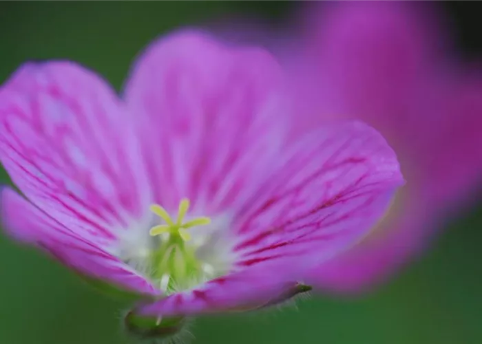 Reiherschnabel - Einpflanzen im Garten