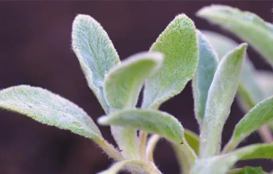 Woll-Ziest - Einpflanzen im Garten Woll-Ziest - Einpflanzen im Garten