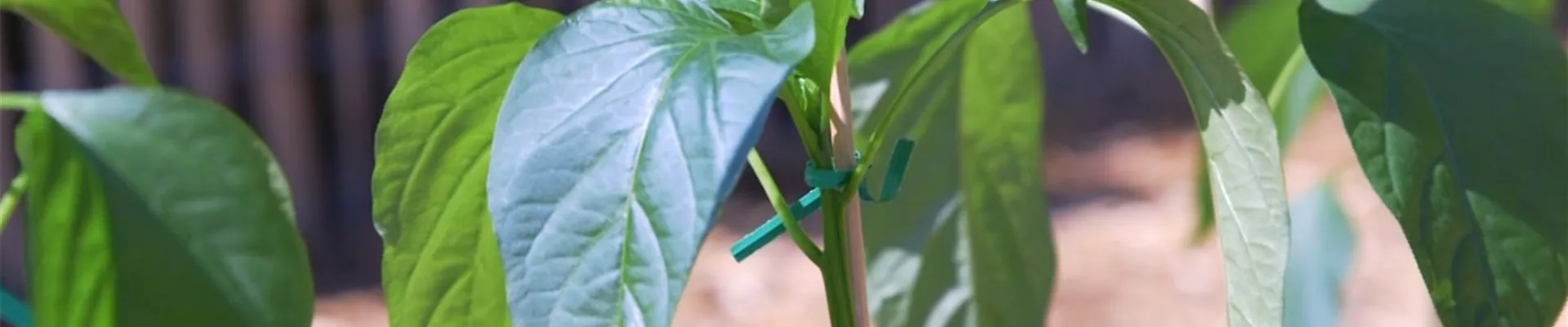 Jalapeno Paprika - Einpflanzen im Gemüsebeet (Thumbnail)