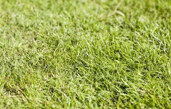 Rollrasen richtig verlegen - Tipps & Tricks Rollrasen richtig verlegen - Tipps & Tricks