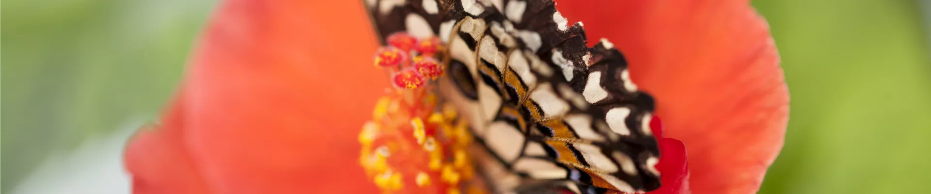 Hibiscus rosa-sinensis Hibiscus rosa-sinensis