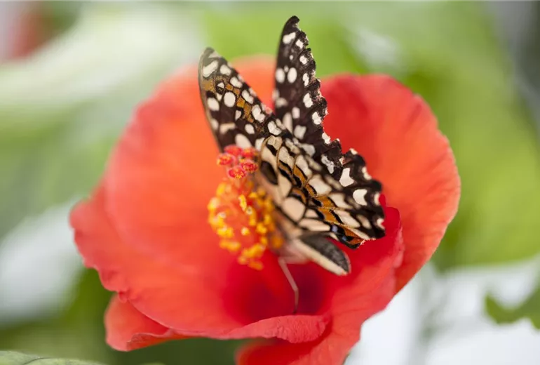 Hibiscus rosa-sinensis Hibiscus rosa-sinensis