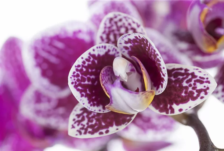 Phalaenopsis Phalaenopsis