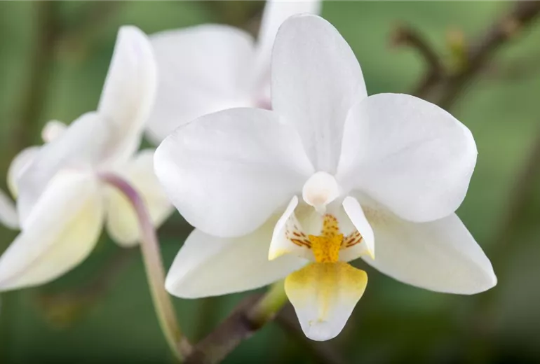 Phalaenopsis 'Wild Orchid' Phalaenopsis 'Wild Orchid'