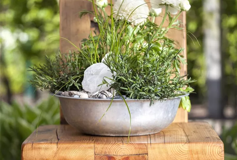 Ranunculus asiaticus Ranunculus asiaticus