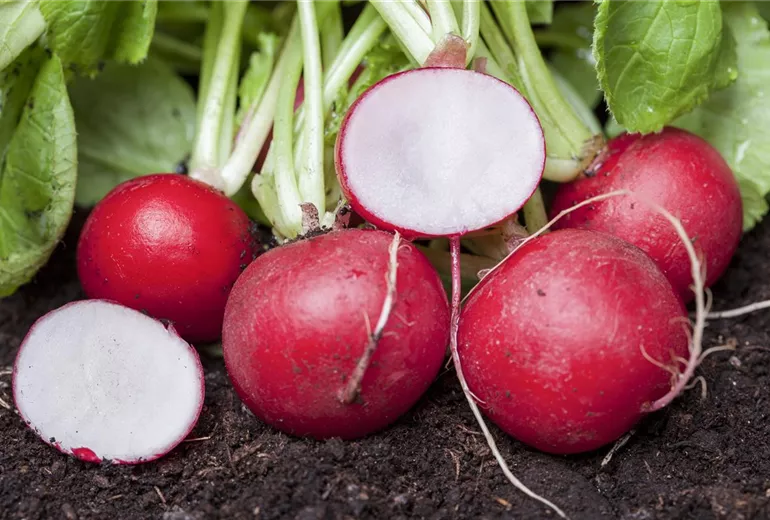 Raphanus sativus var. sativus Raphanus sativus var. sativus