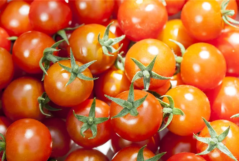 Solanum lycopersicum Solanum lycopersicum
