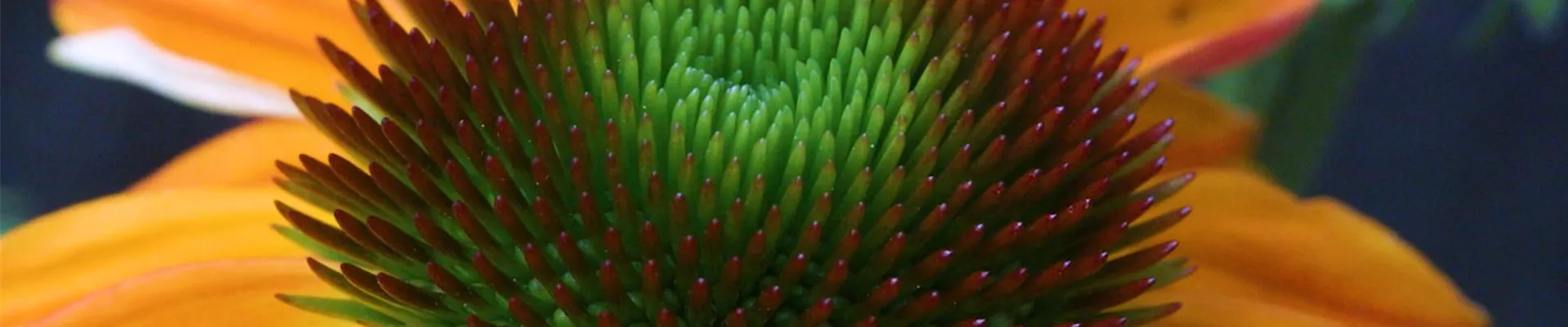 Purpursonnenhut - Einpflanzen im Garten (thumbnail) 