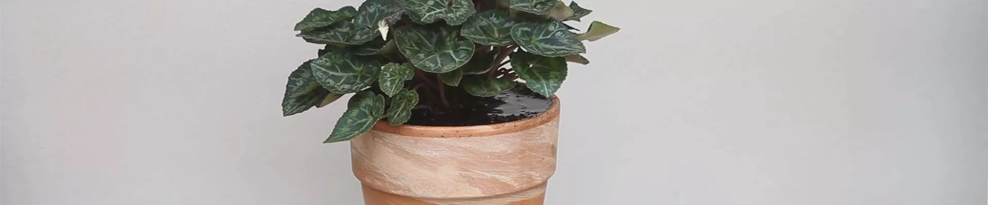 Alpenveilchen - Einpflanzen in ein Gefäß (thumbnail) Alpenveilchen - Einpflanzen in ein Gefäß (thumbnail)