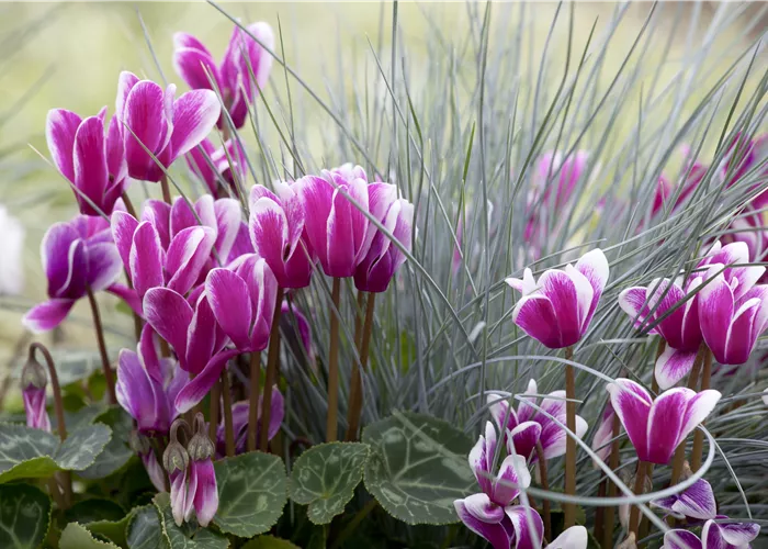 Alpenveilchen, zeitlose Klassiker 