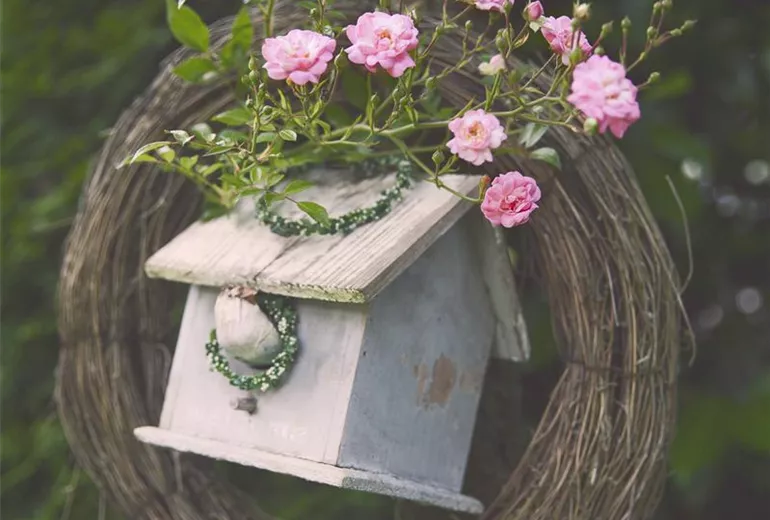 Rosa, rosa Rosa, rosa