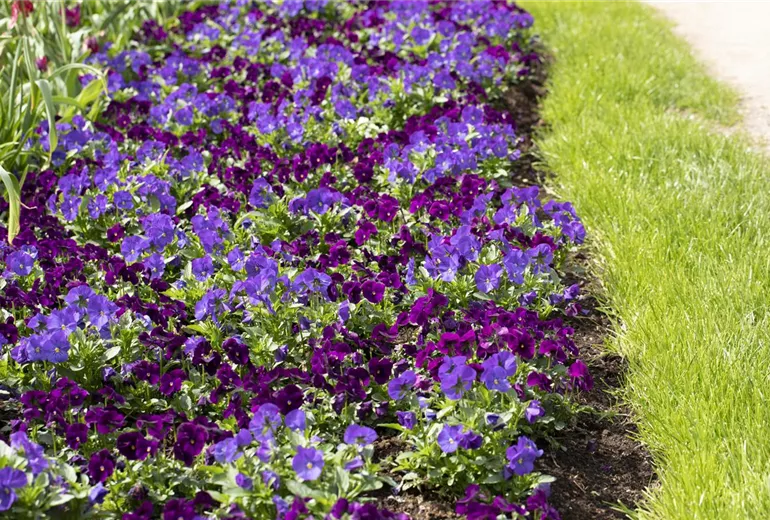 Viola cornuta Viola cornuta