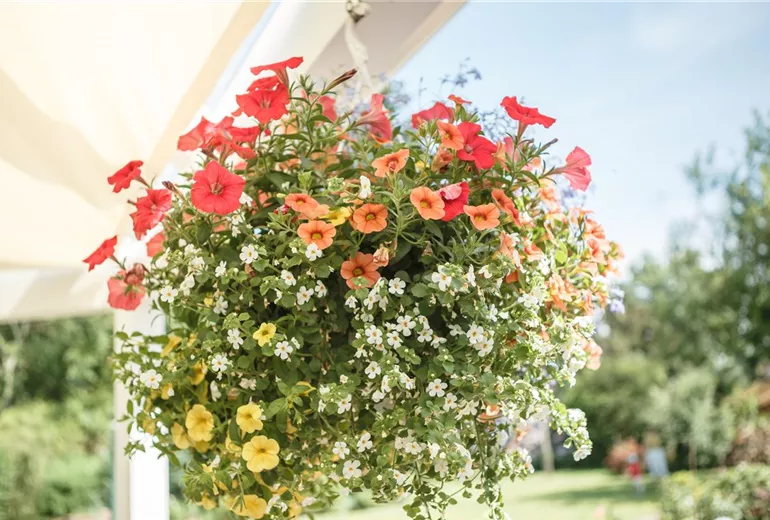 Ampelpflanzen Ampelpflanzen